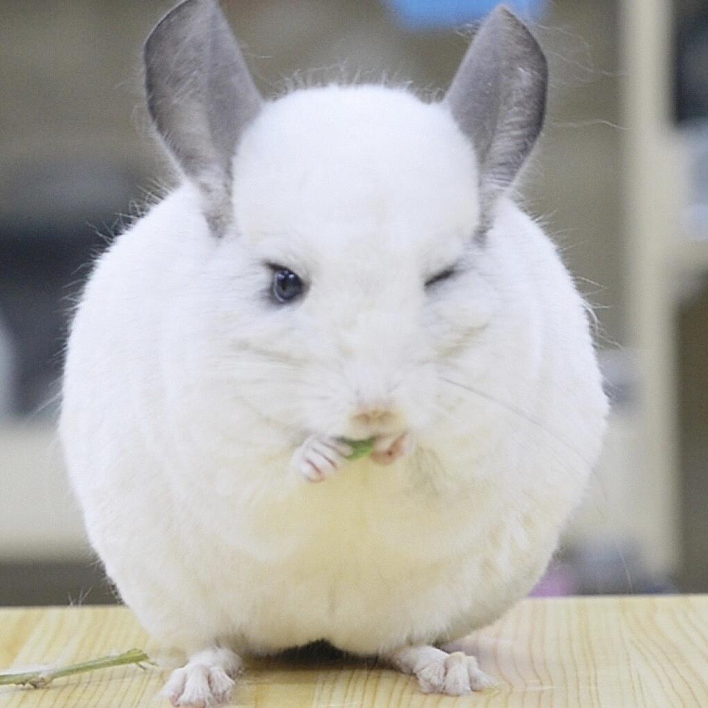 小野龙猫馆