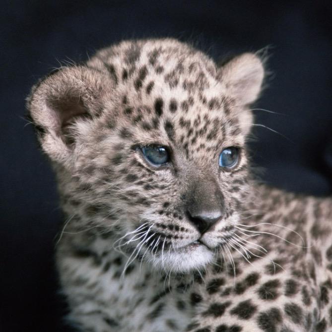 用户🐆