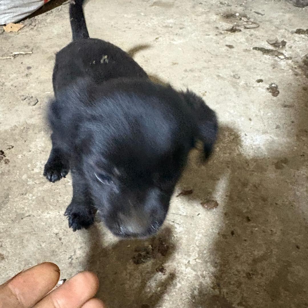 吴2狗