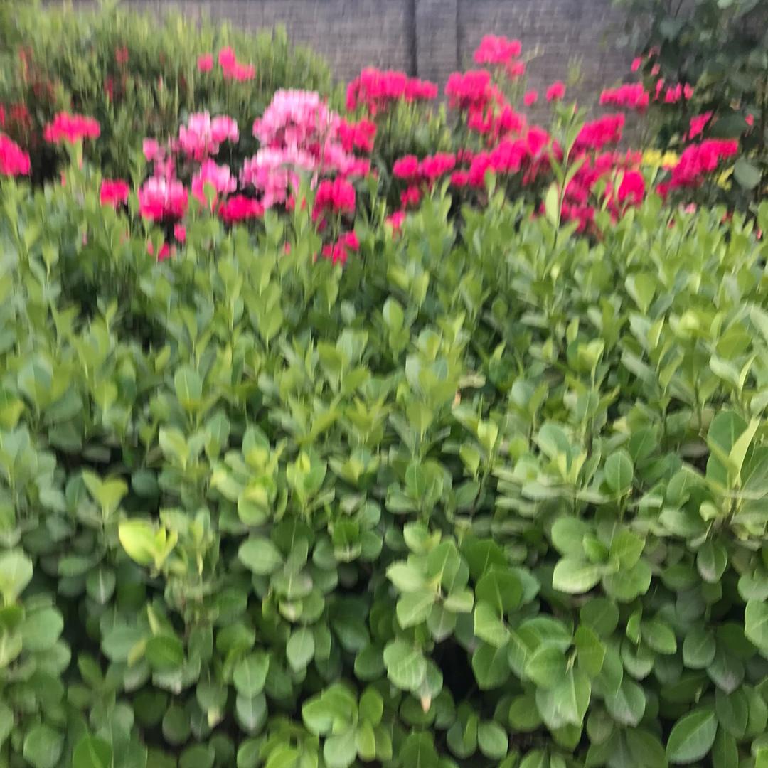 粑粑爸爸