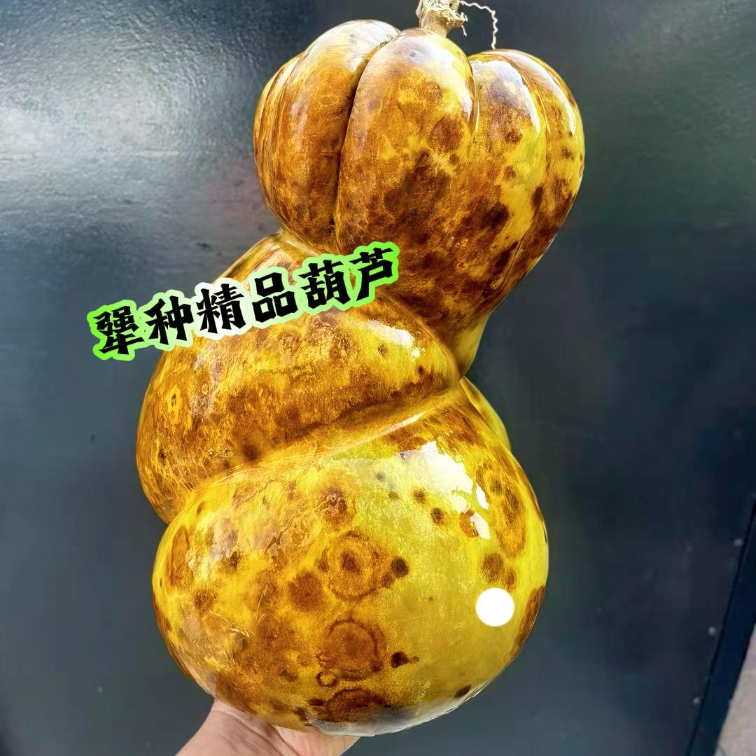 犟种精品葫芦