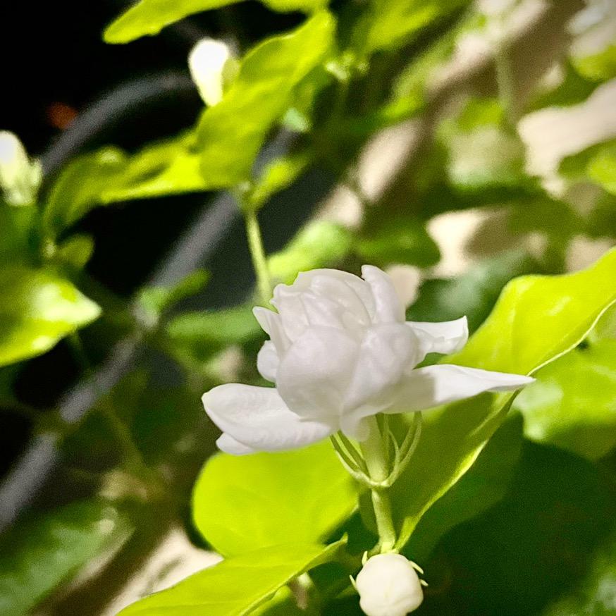 大有齐