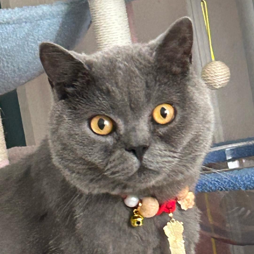 圈圈没有蛋
