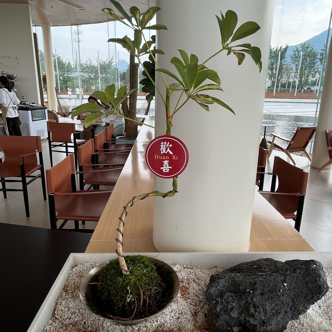 其芷