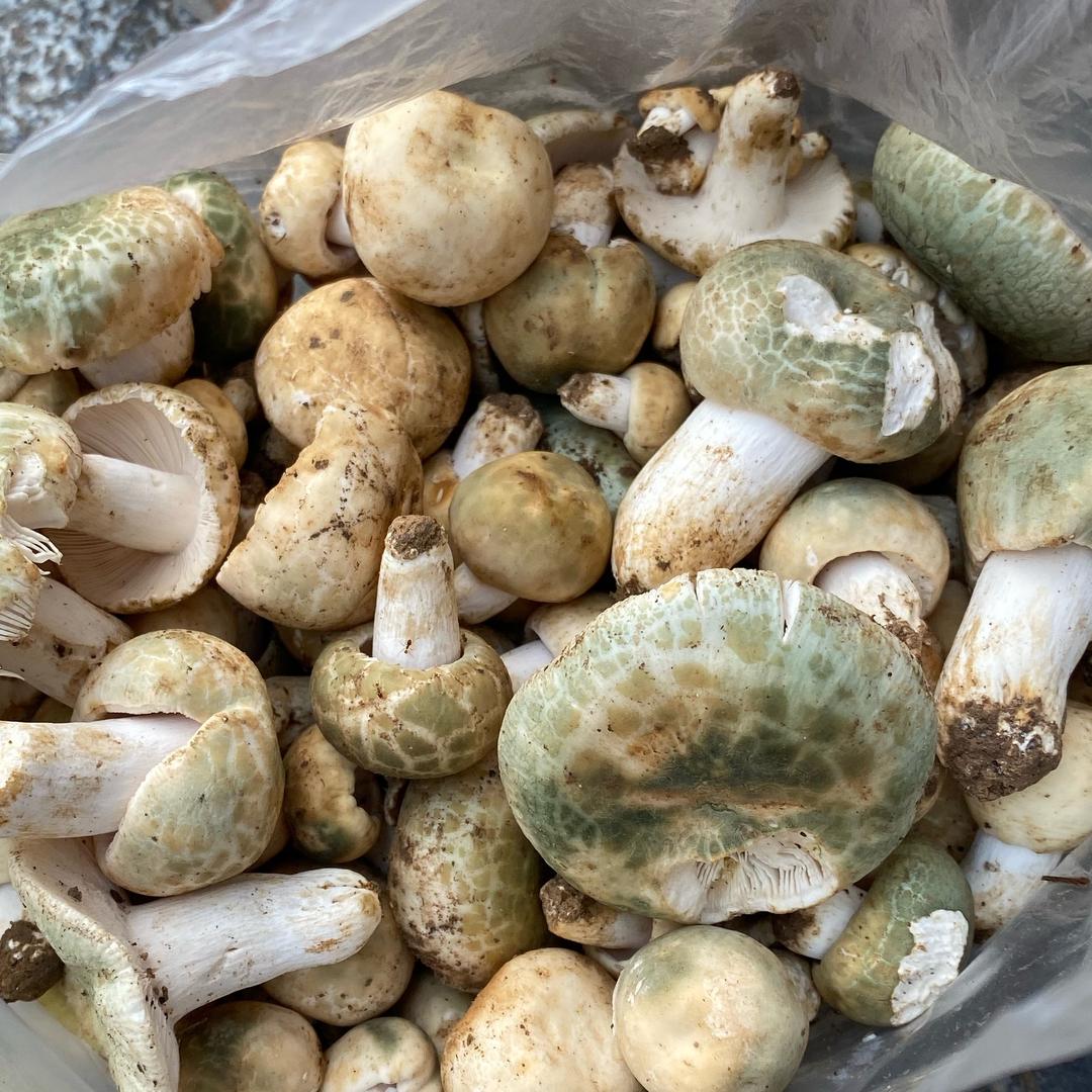 成振山货