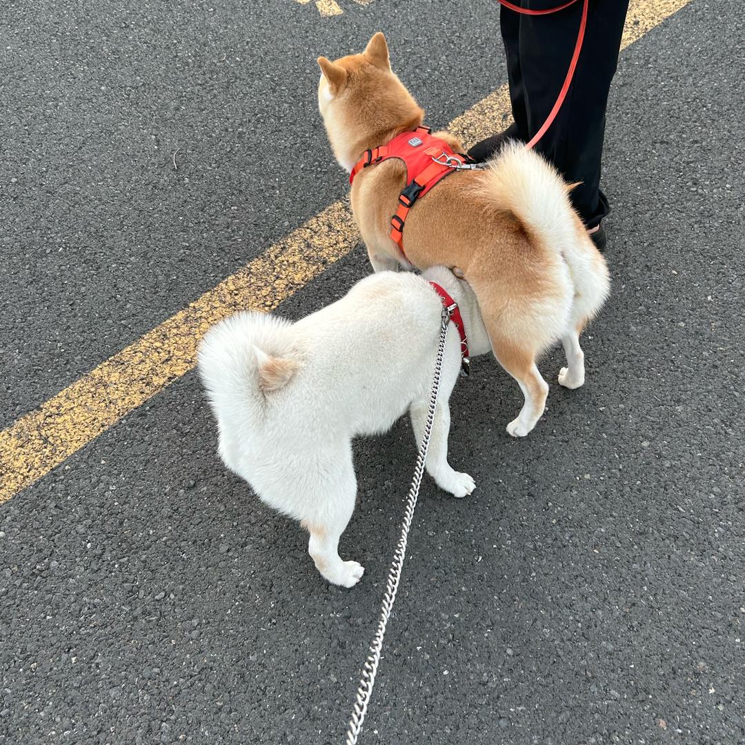色色的小柴