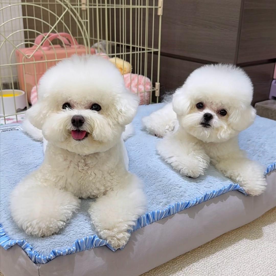小七丸子是比熊