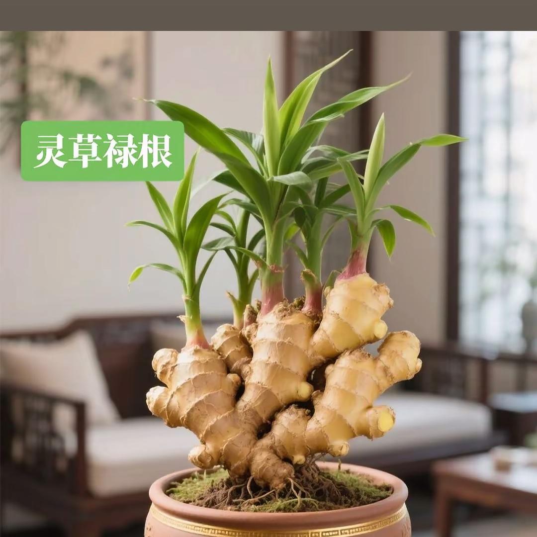 云南姜小帅（生姜代办）
