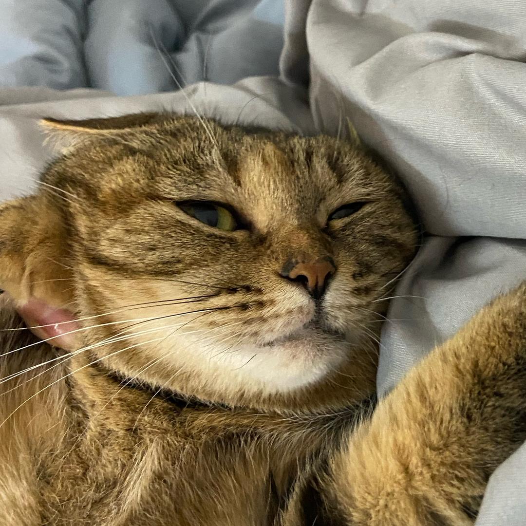 一口十个猫猫头