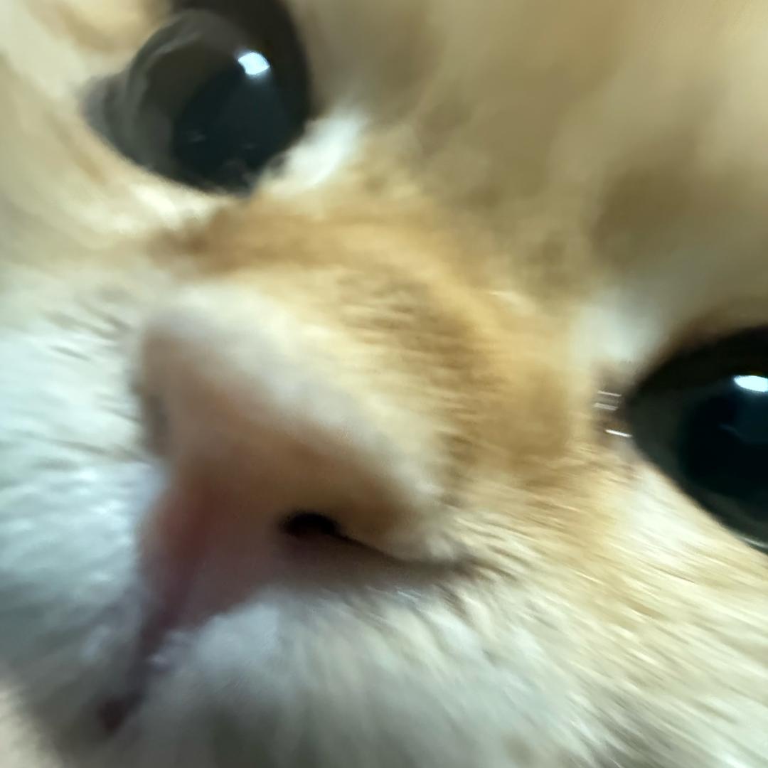 白菜渺渺渺