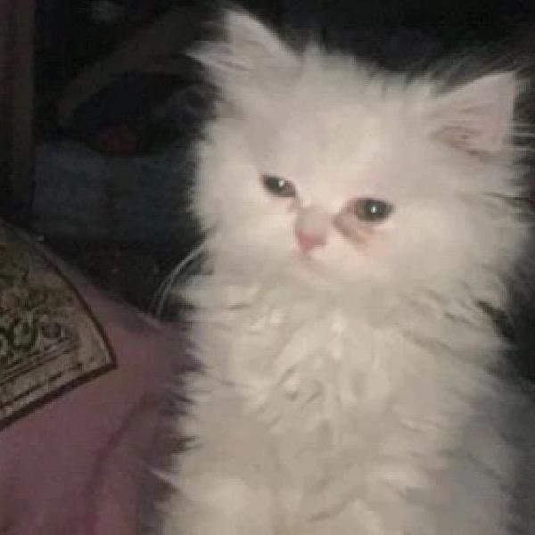 看个屁