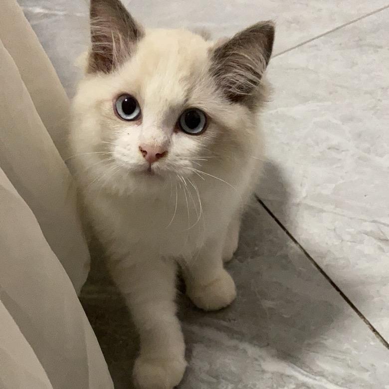 小猫咪🐱