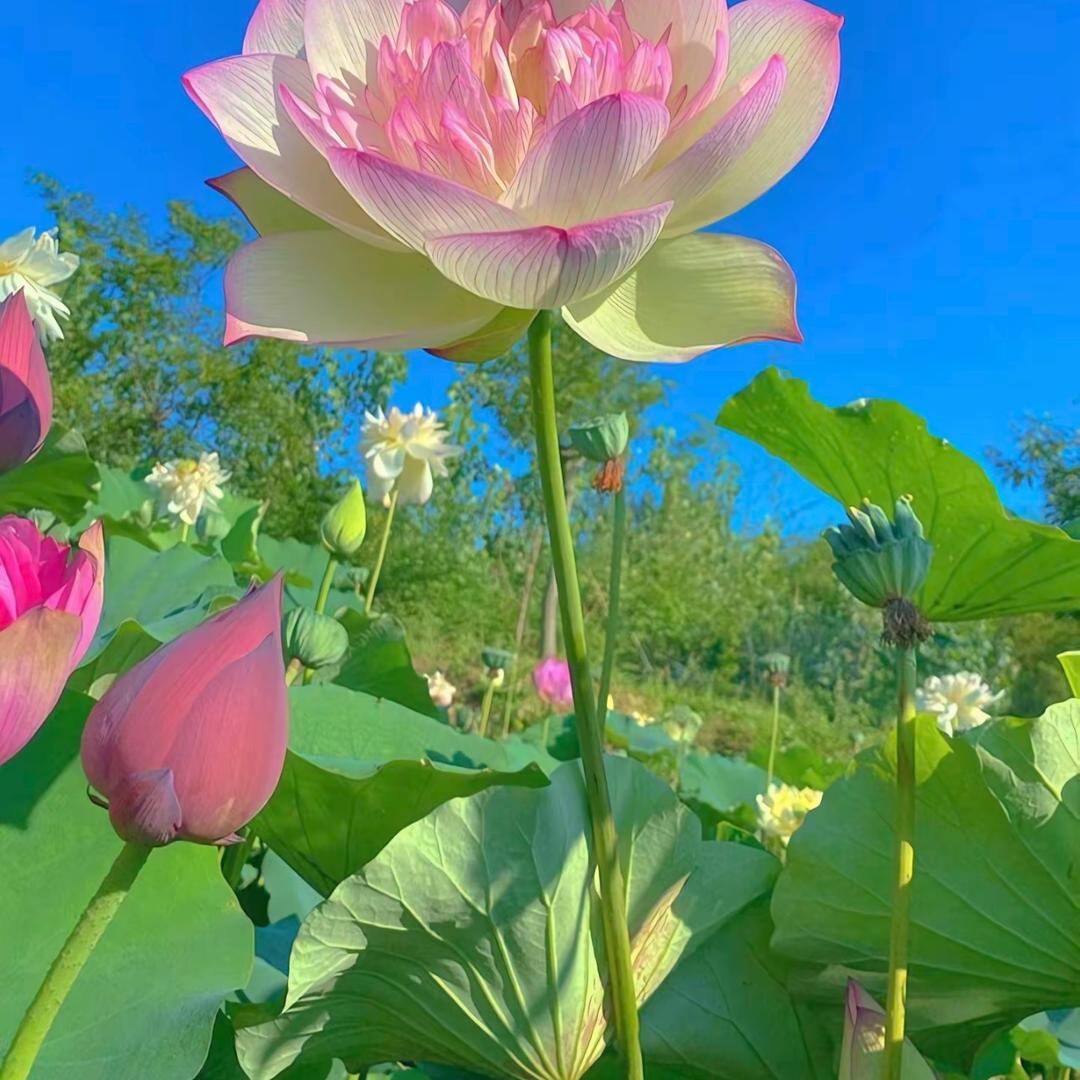 寻觅绿植基地