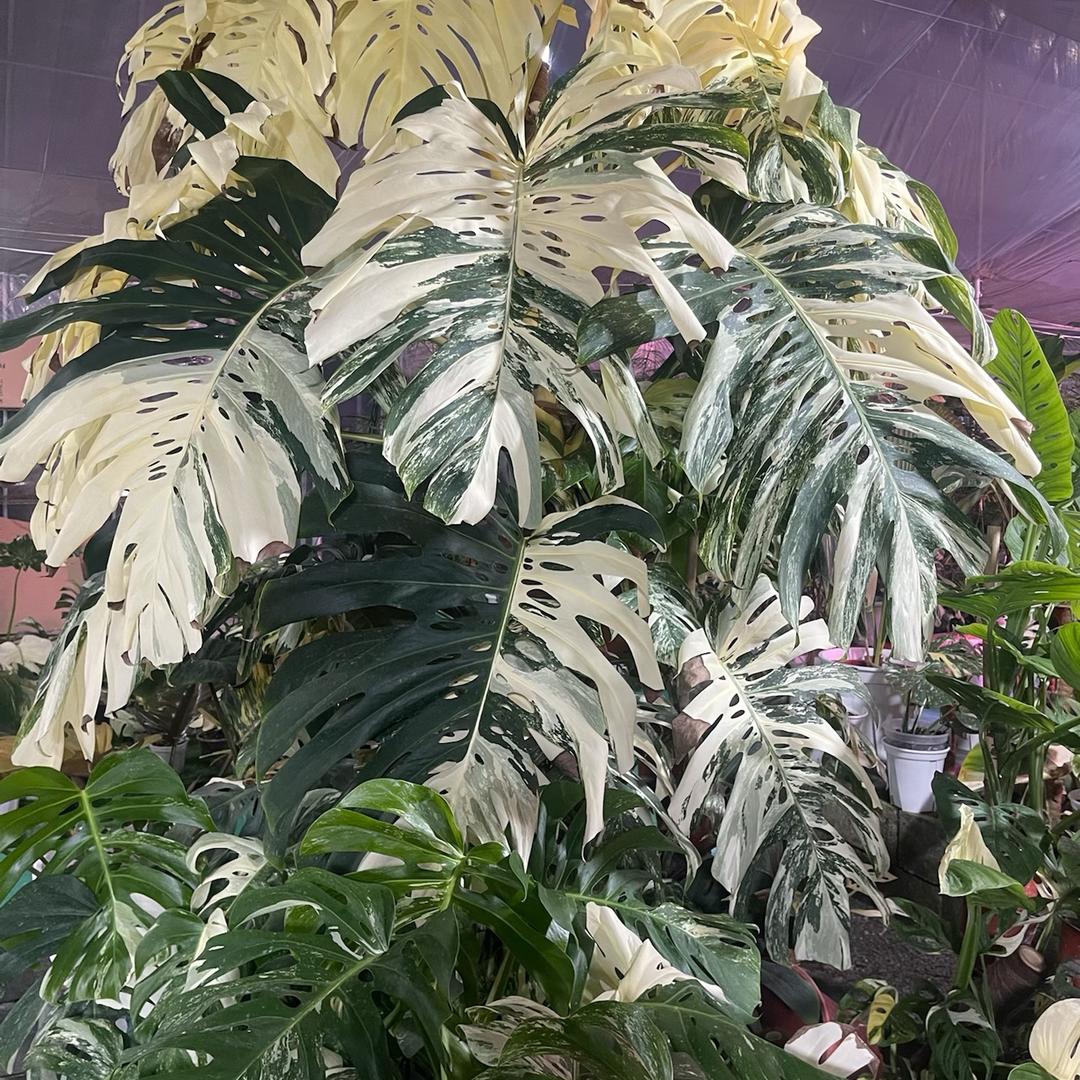 又一家热植店