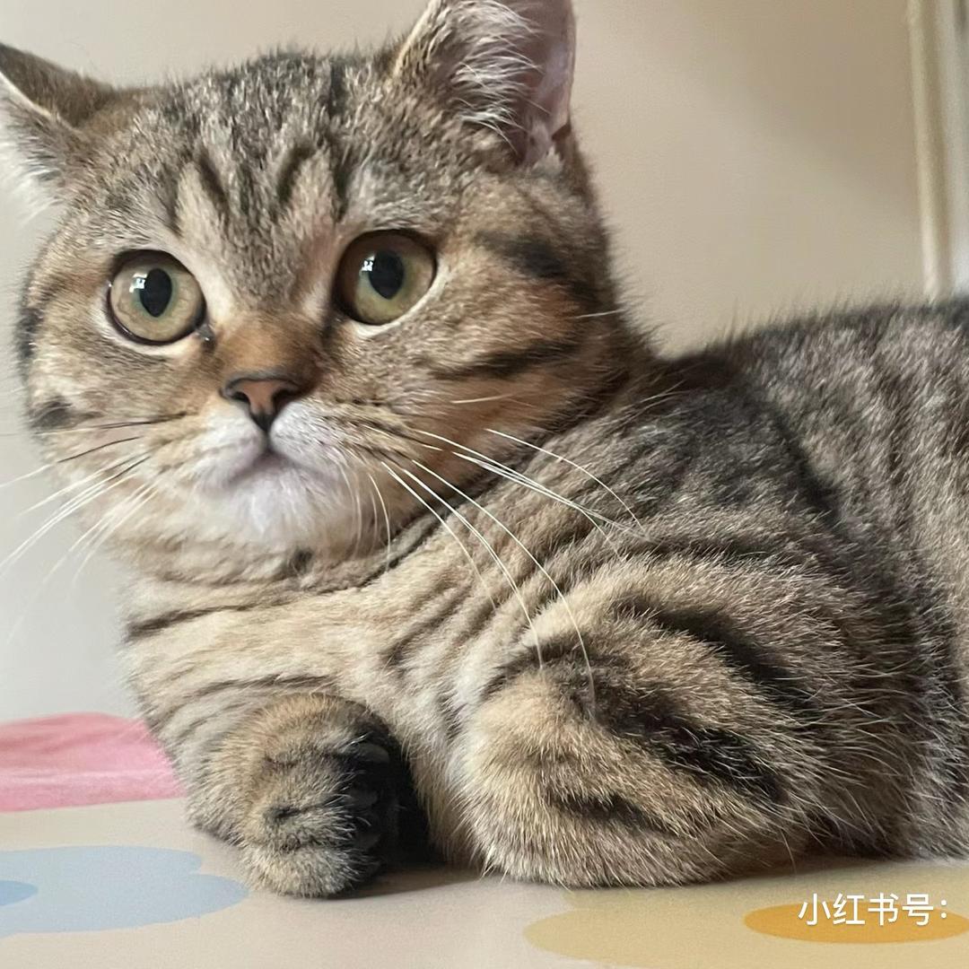 吧啦啦啦小魔仙