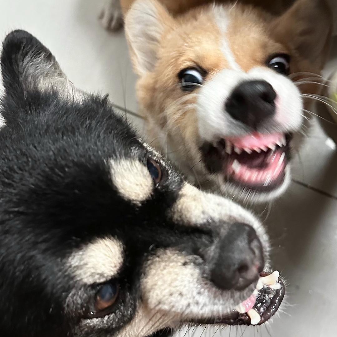 糕
