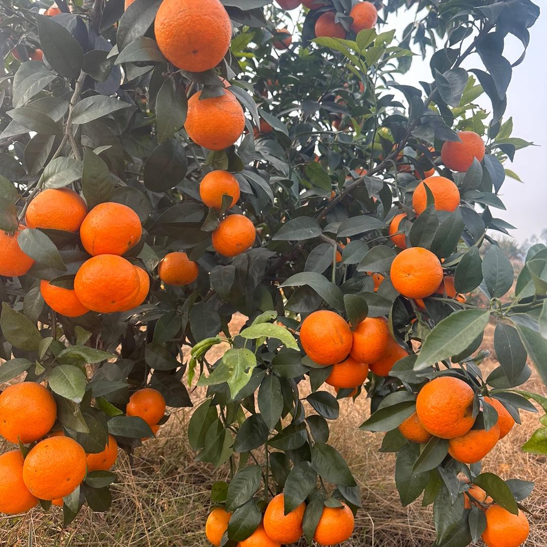 晓兰农场