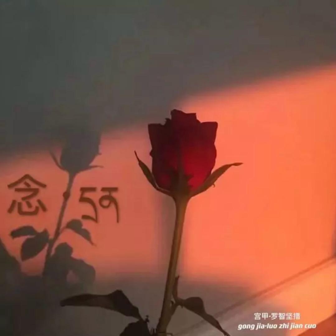 ࿐ 梦🍃