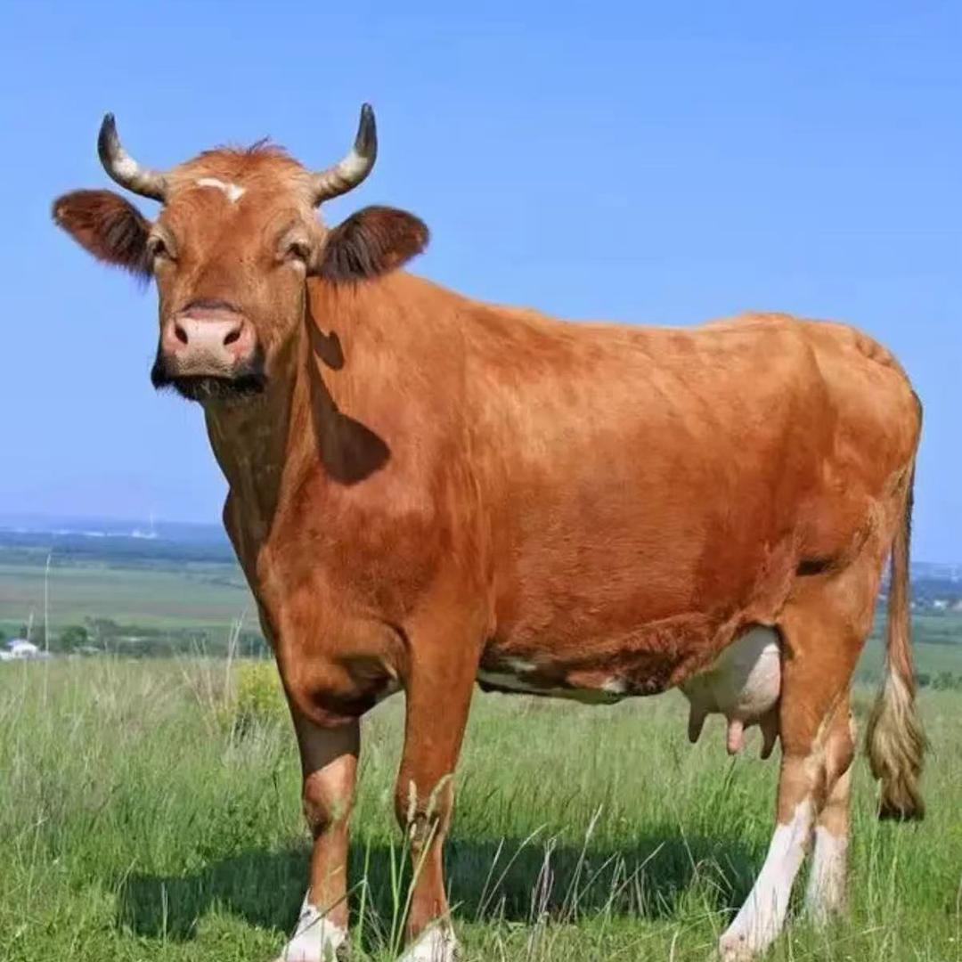 山东 A姐。牛羊肉副产品