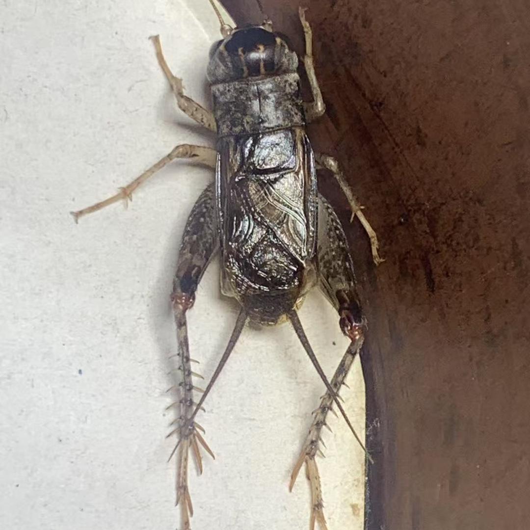 河北辛集青黄紫蟋蟀团队