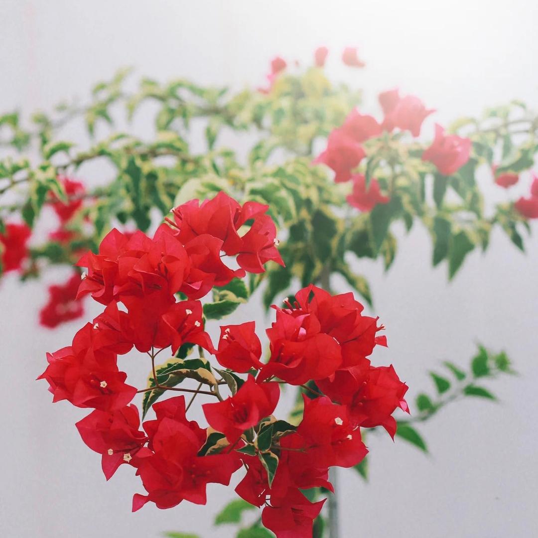 芊栢花卉