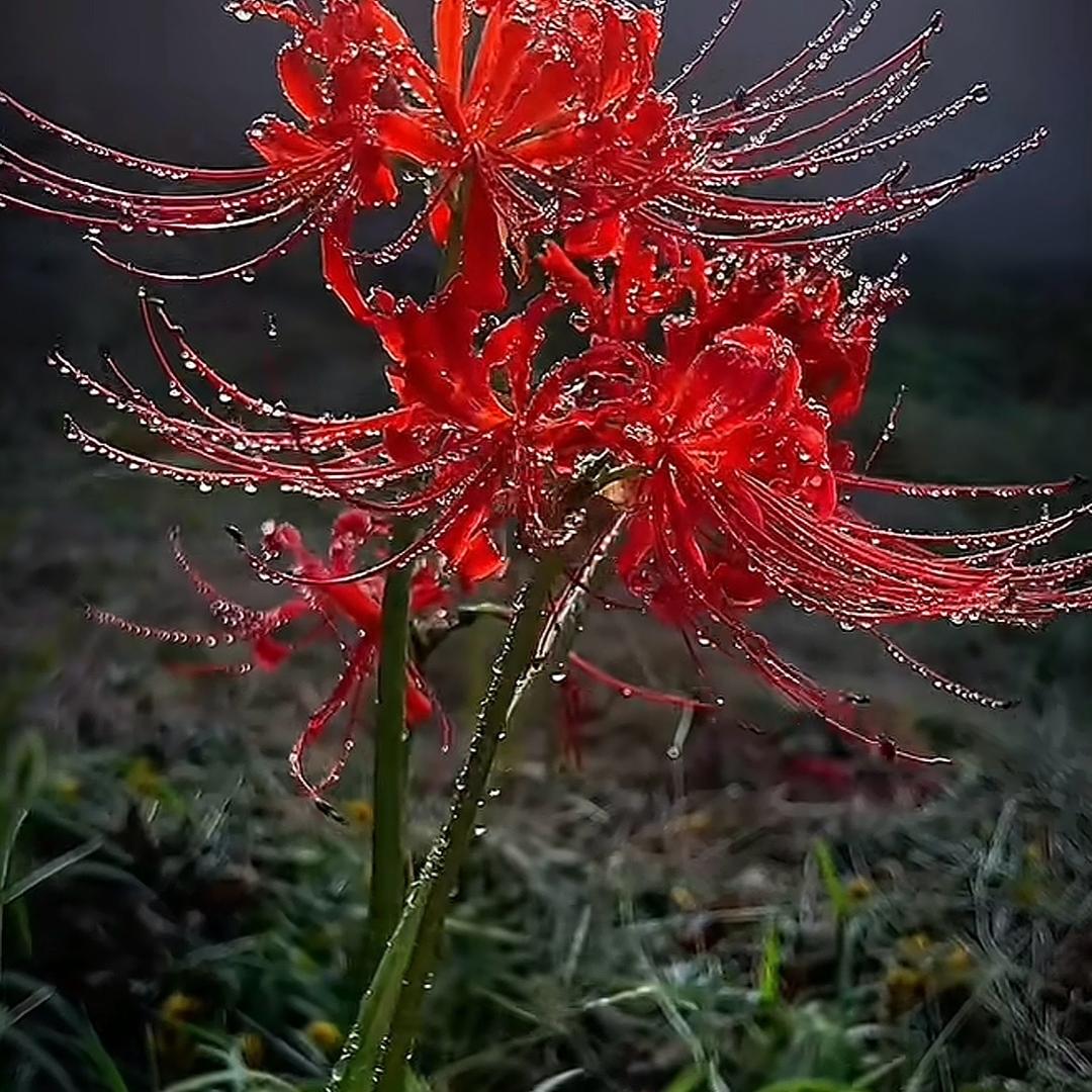 紅葉🍁