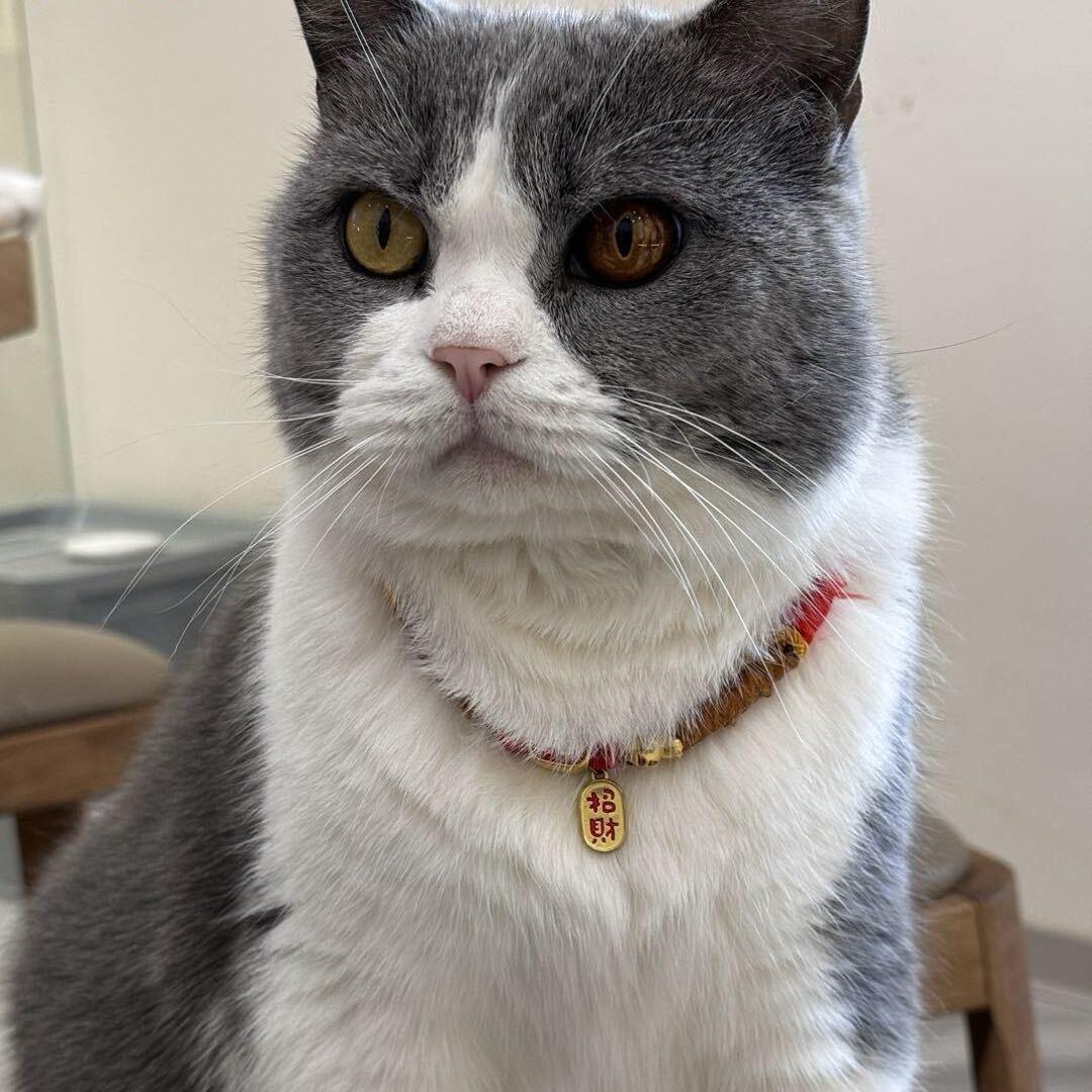 勇敢猫