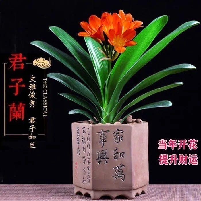 植物空间（清新生活）