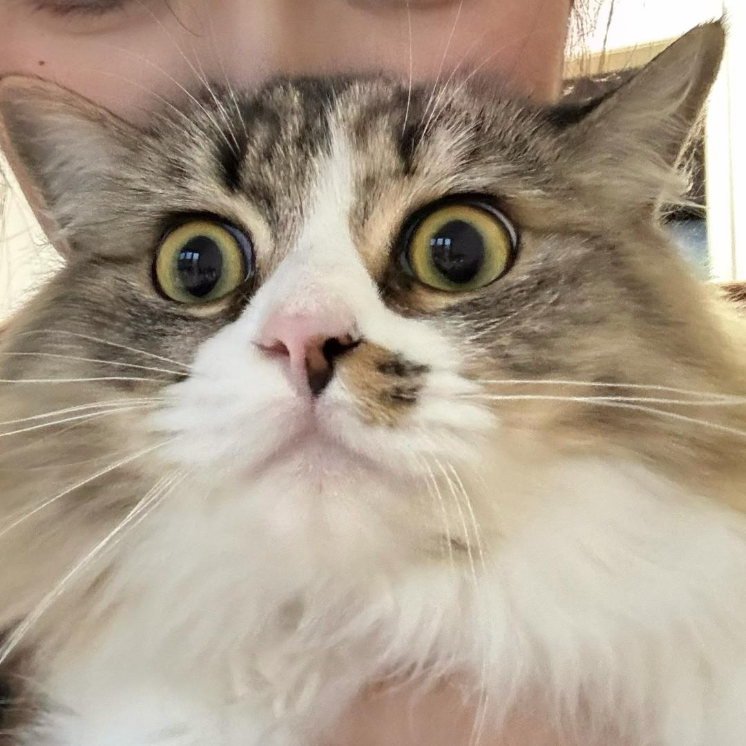 一朵风中摇曳的水仙花