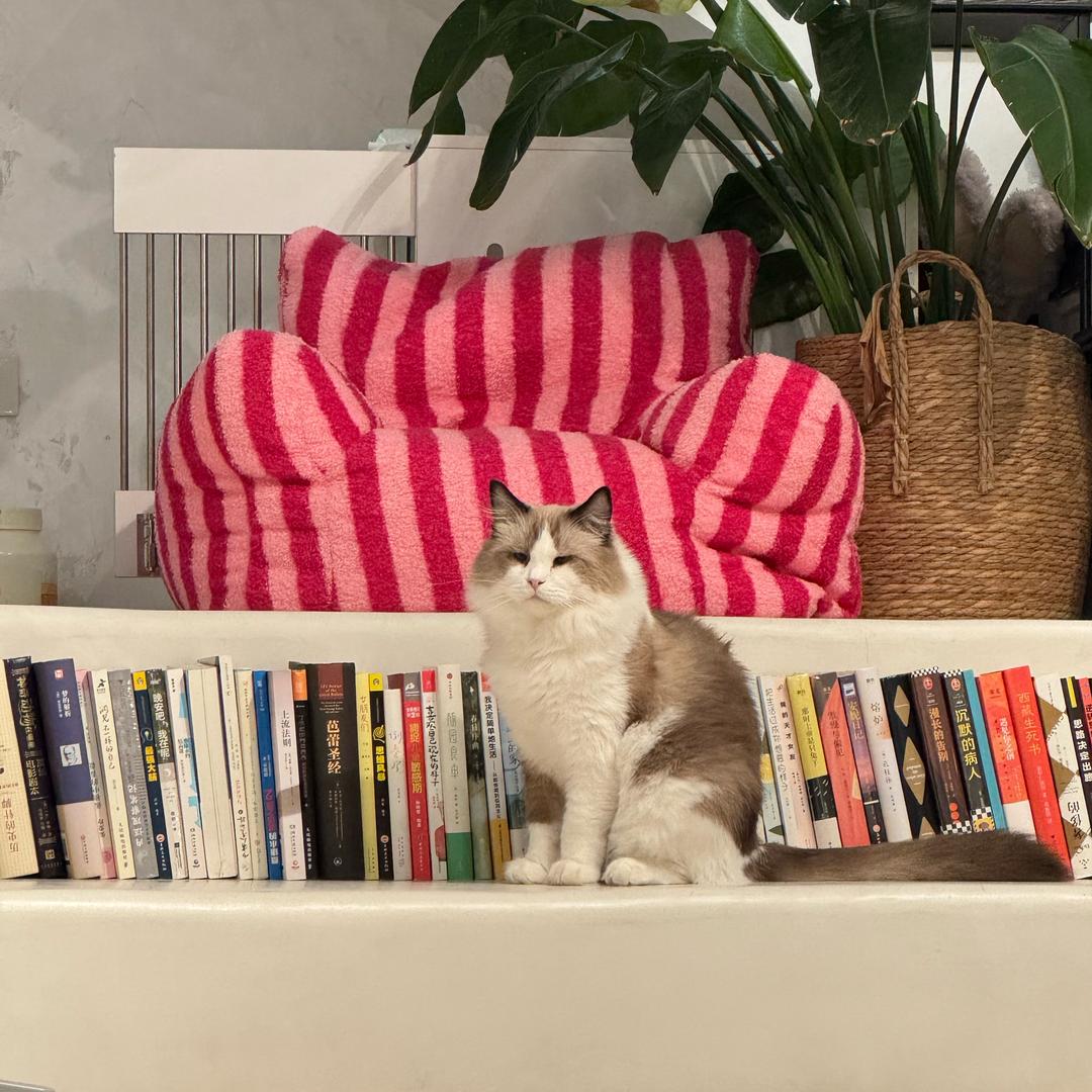 石刘气泡水 🫧