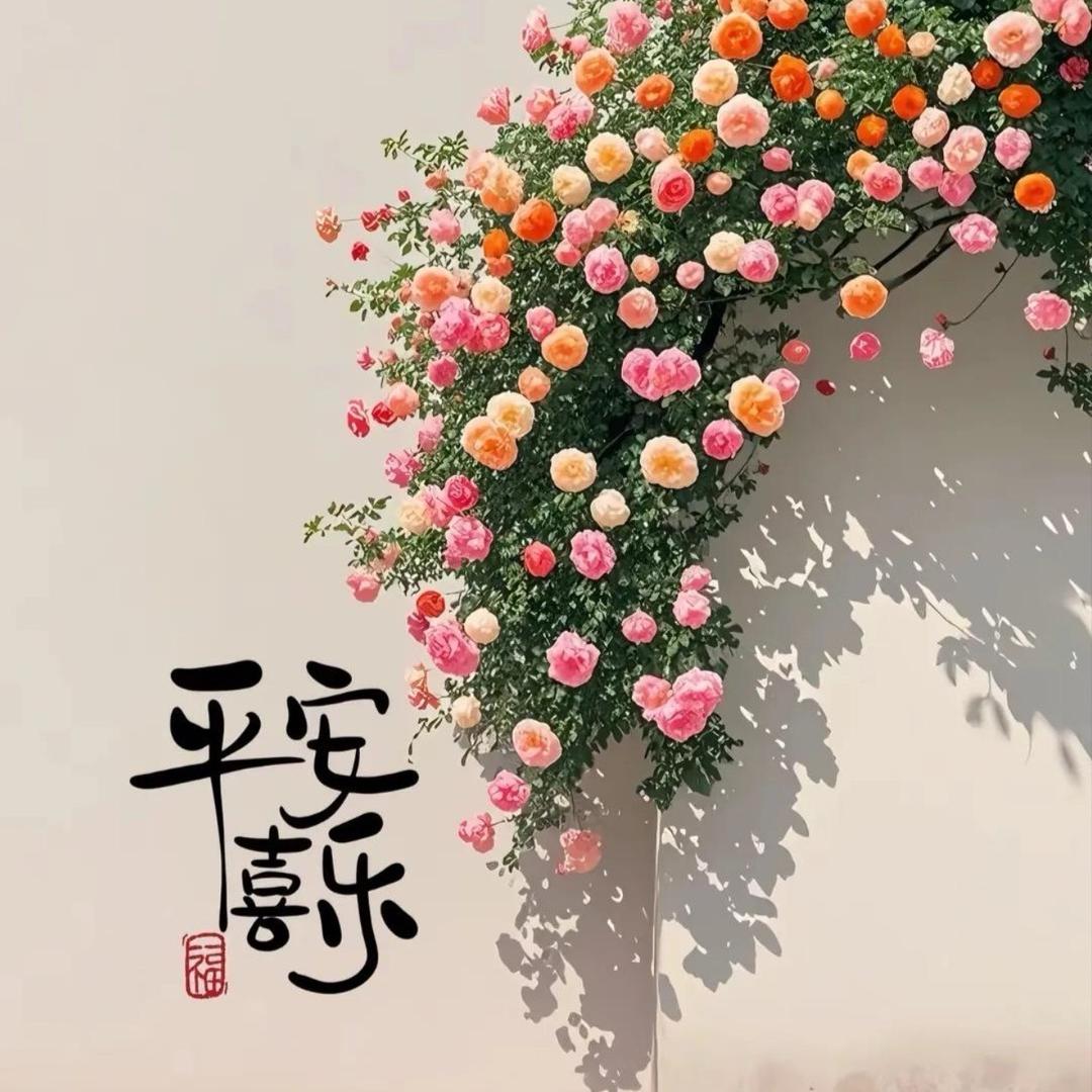 桐箬-直播号