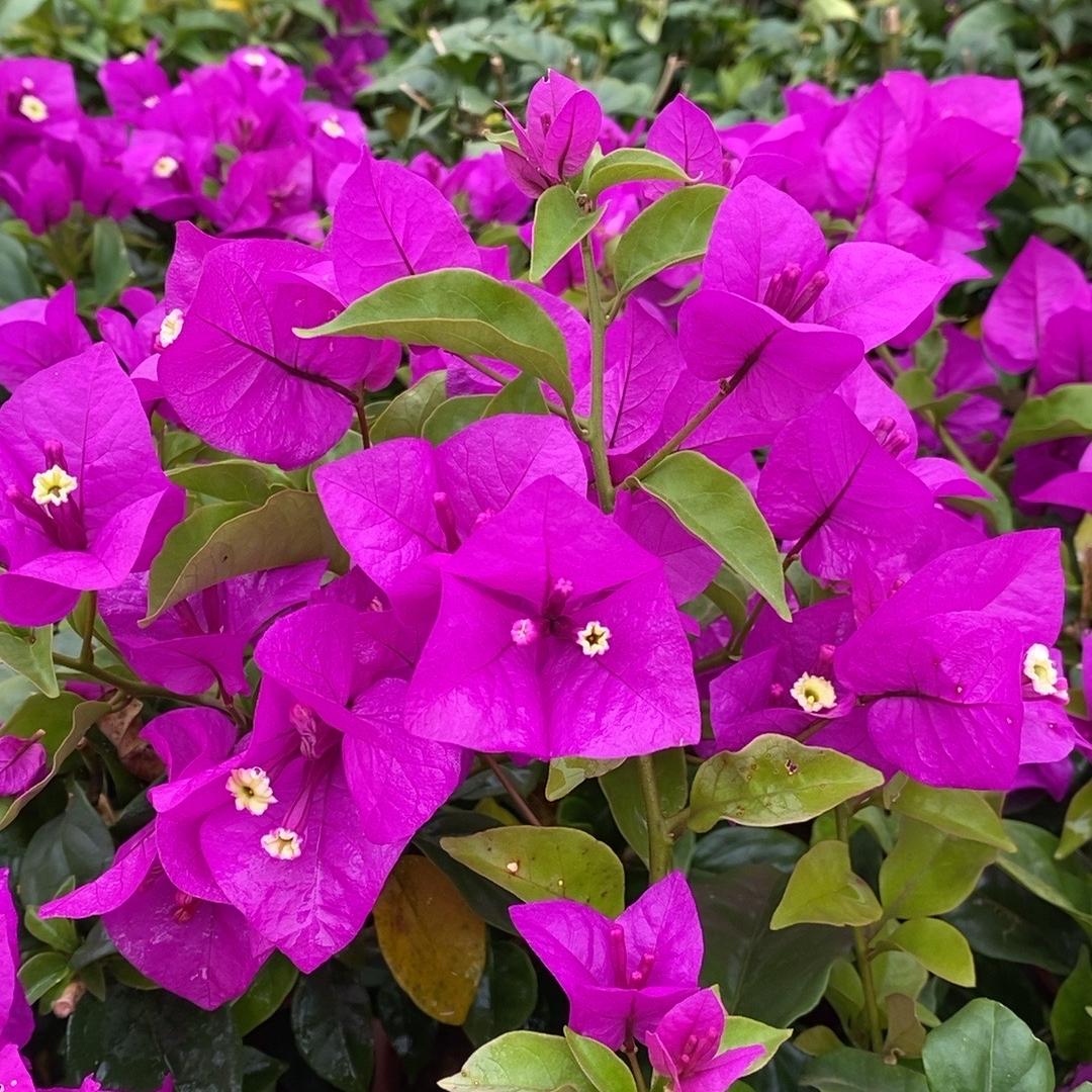 宜良县卿诚花卉园