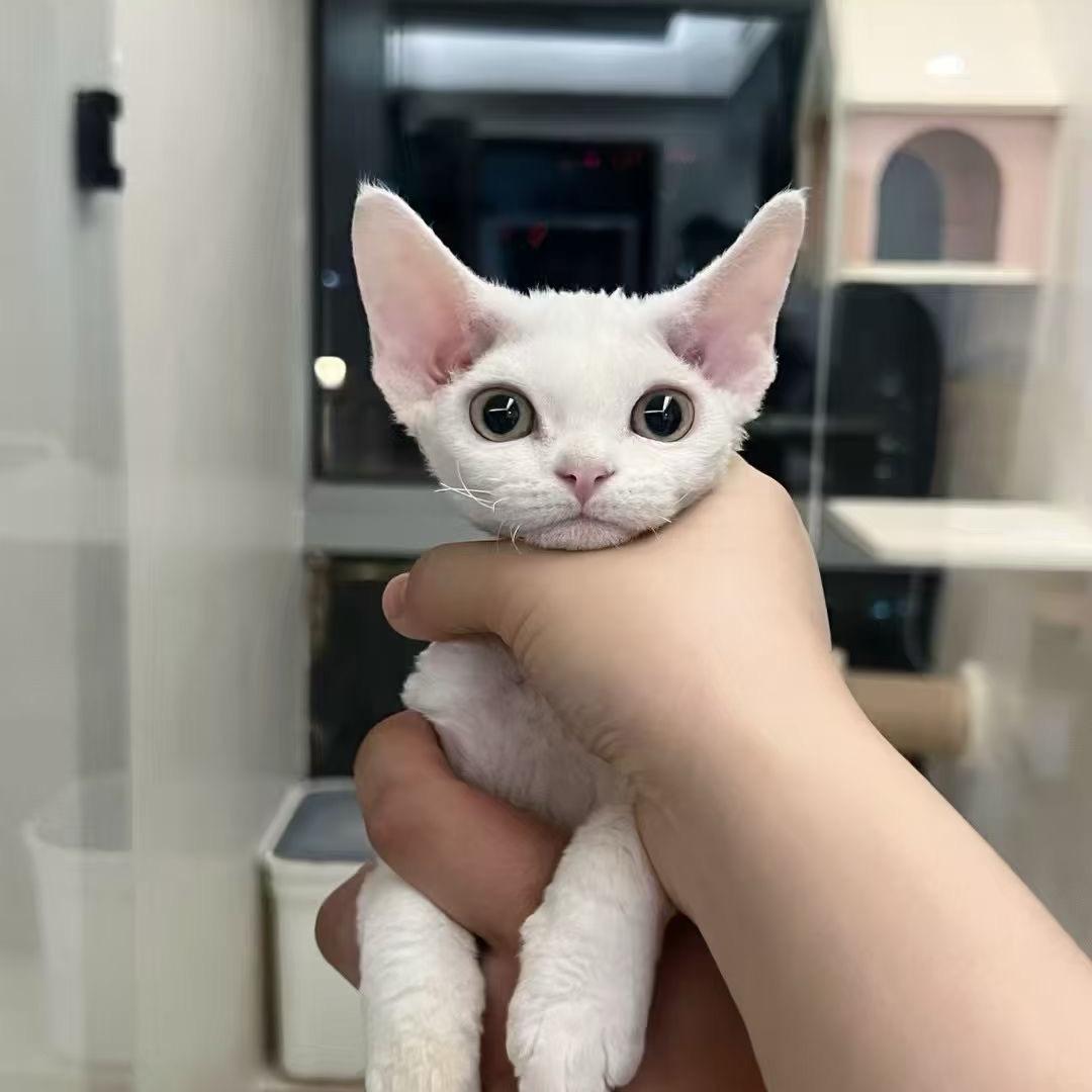 笑立笑萌宠