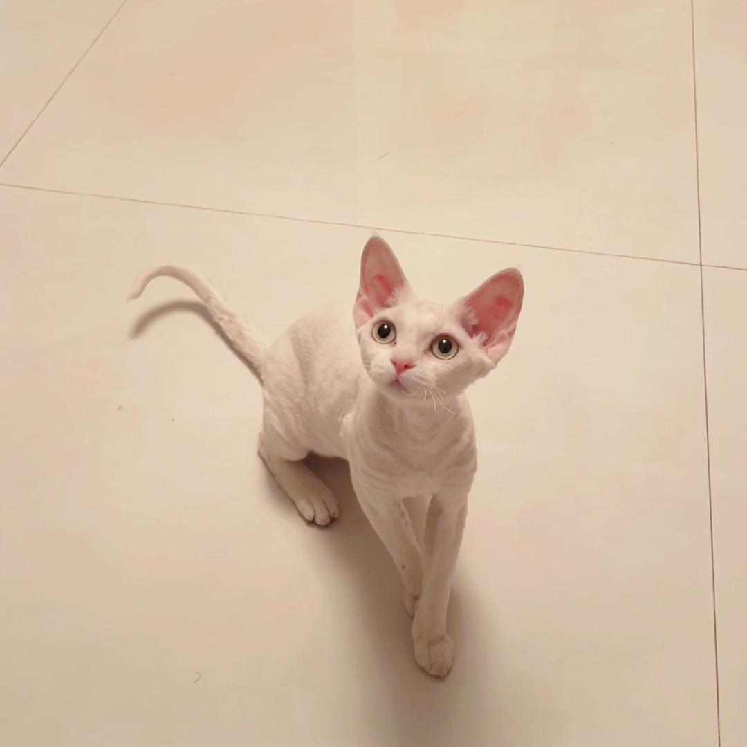 德文妈妈