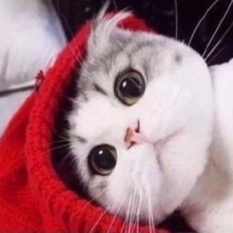 陈陈子养了只猫头像