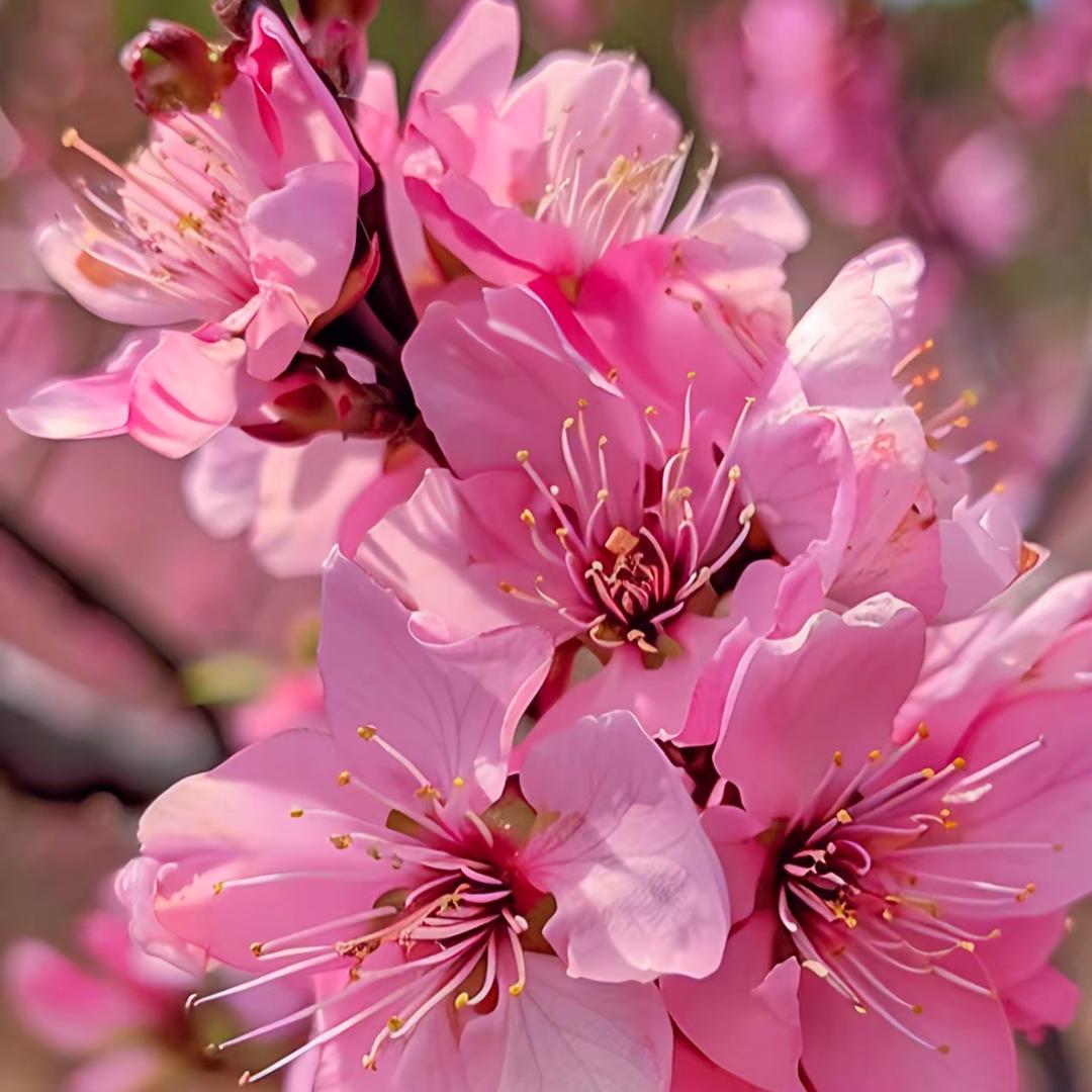 连平上坪 十里桃花