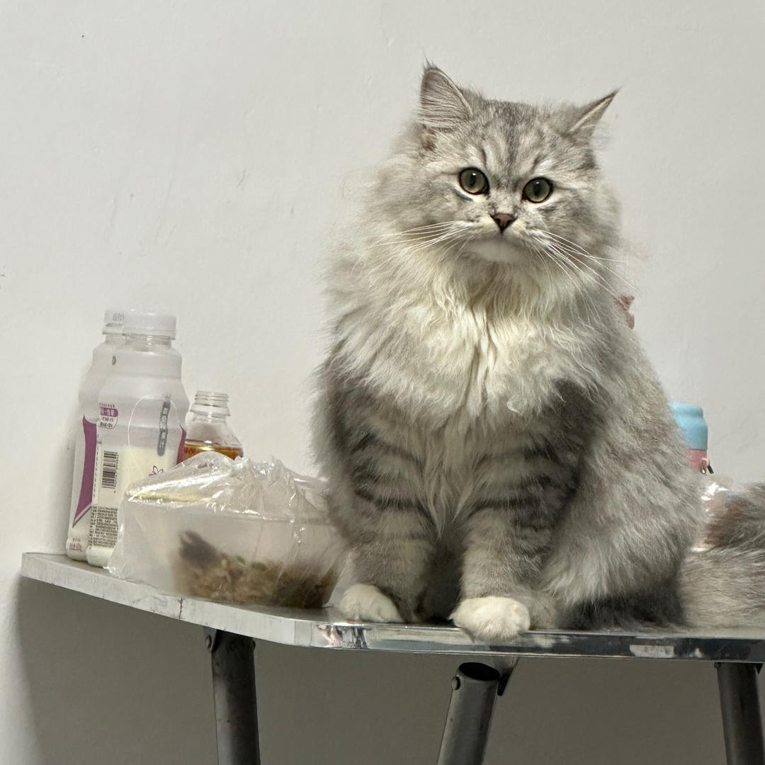 嘻嘻哈哈是只猫🐈