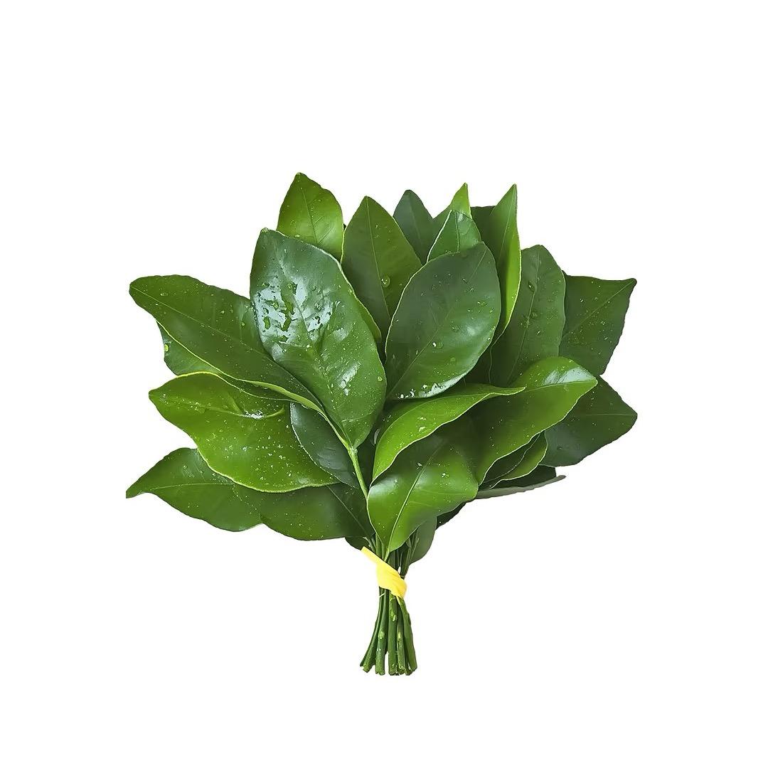 维维维尼.