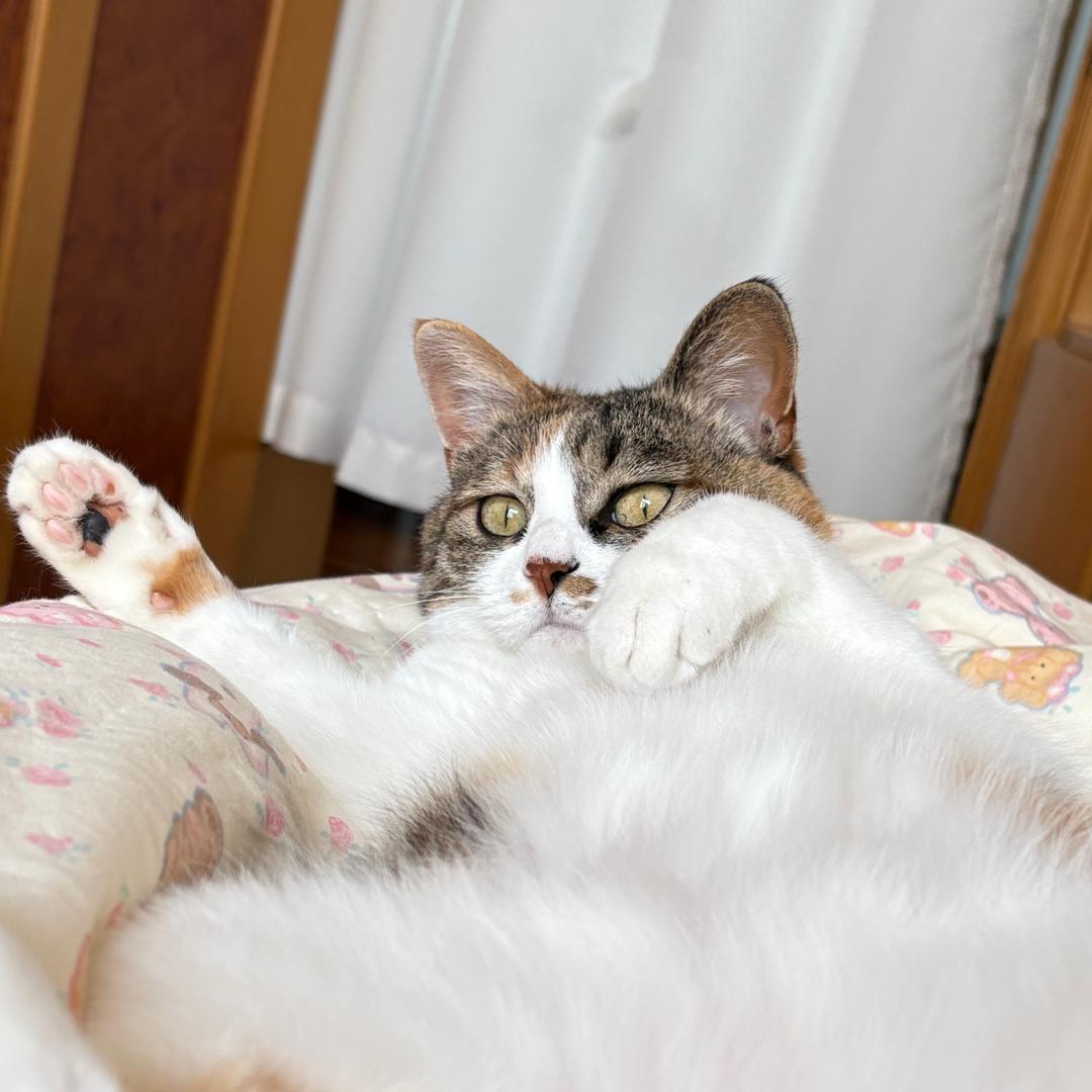 🍟薯条脑袋💫