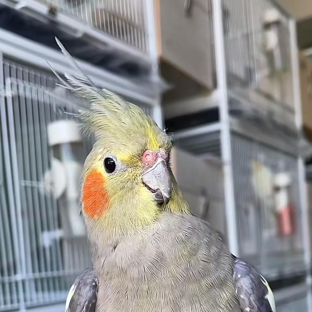 红脸蛋