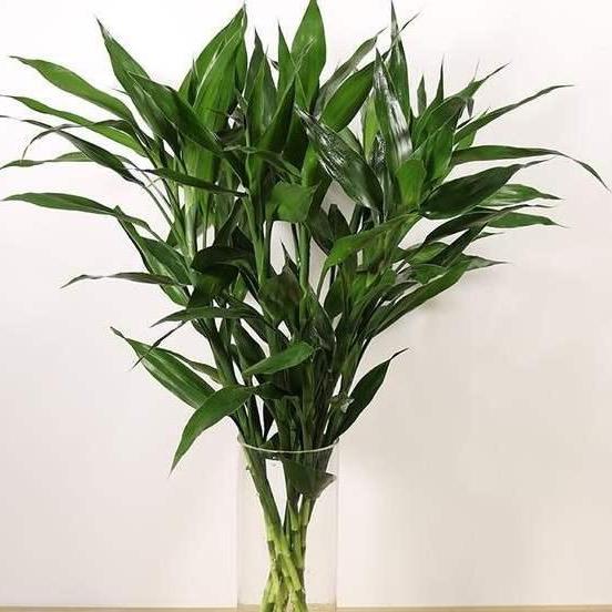 小王富贵竹绿植花卉批发