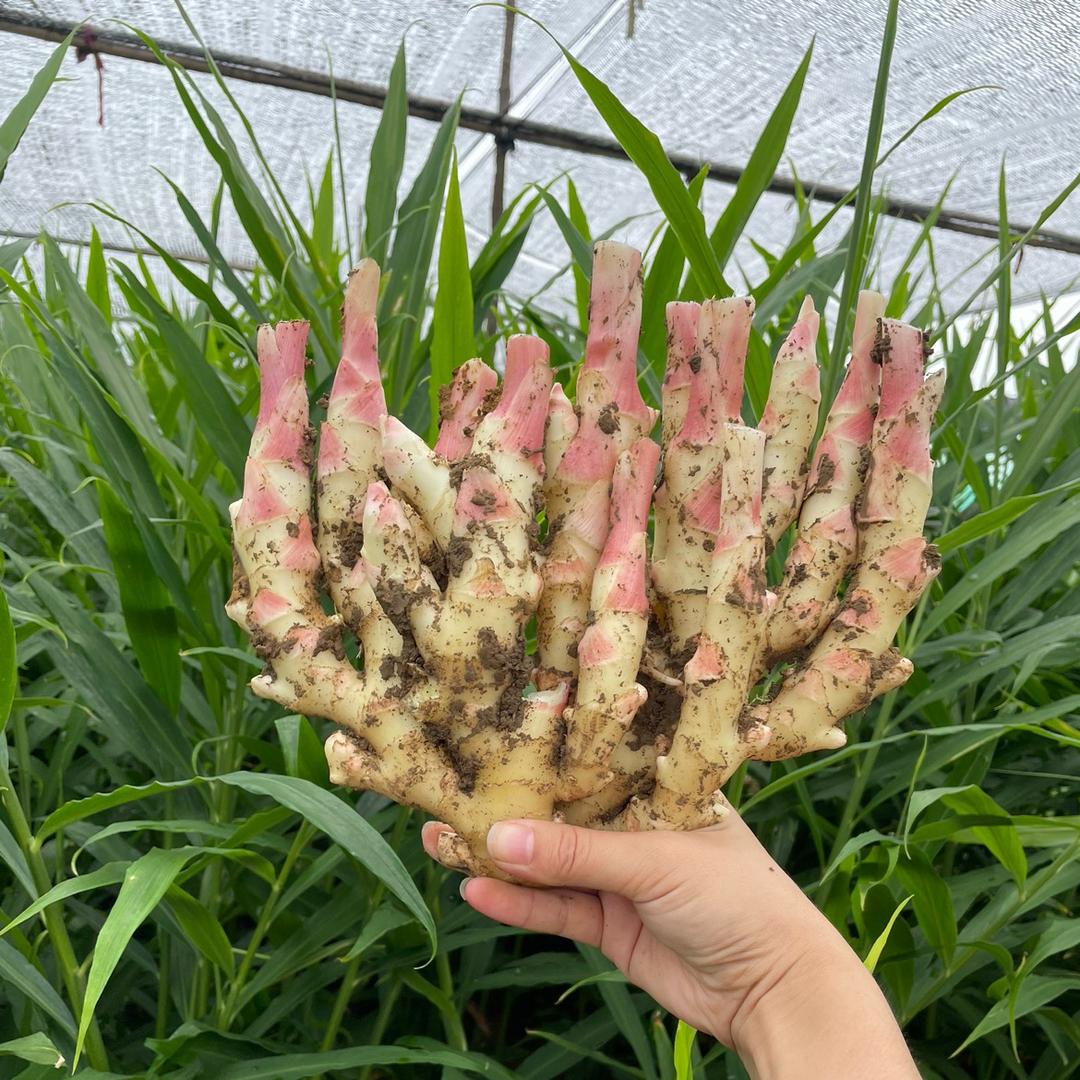 齐松安徽省铜陵市齐松姜业有限责任公司蔬菜制品专卖店