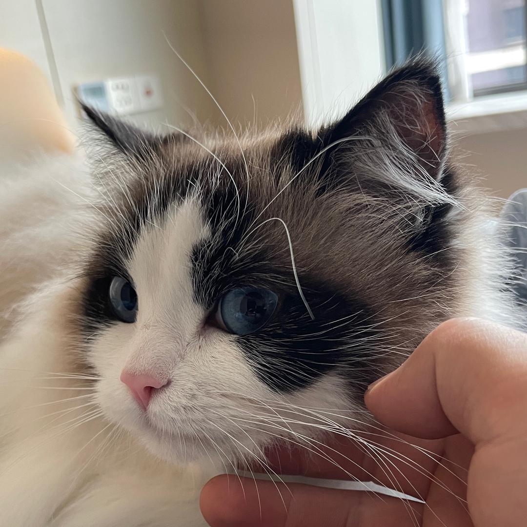 房东旳猫