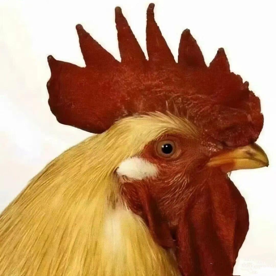🐔丁丁