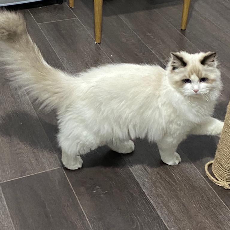 九月是只喵🐈