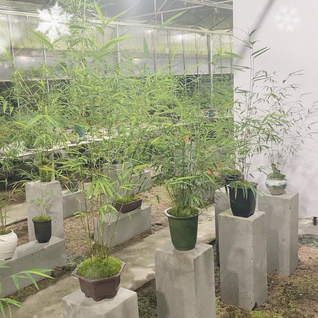 竹影花舍