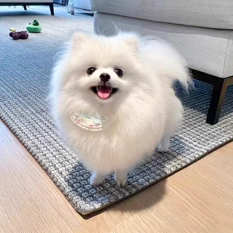 奶fufu 博美营