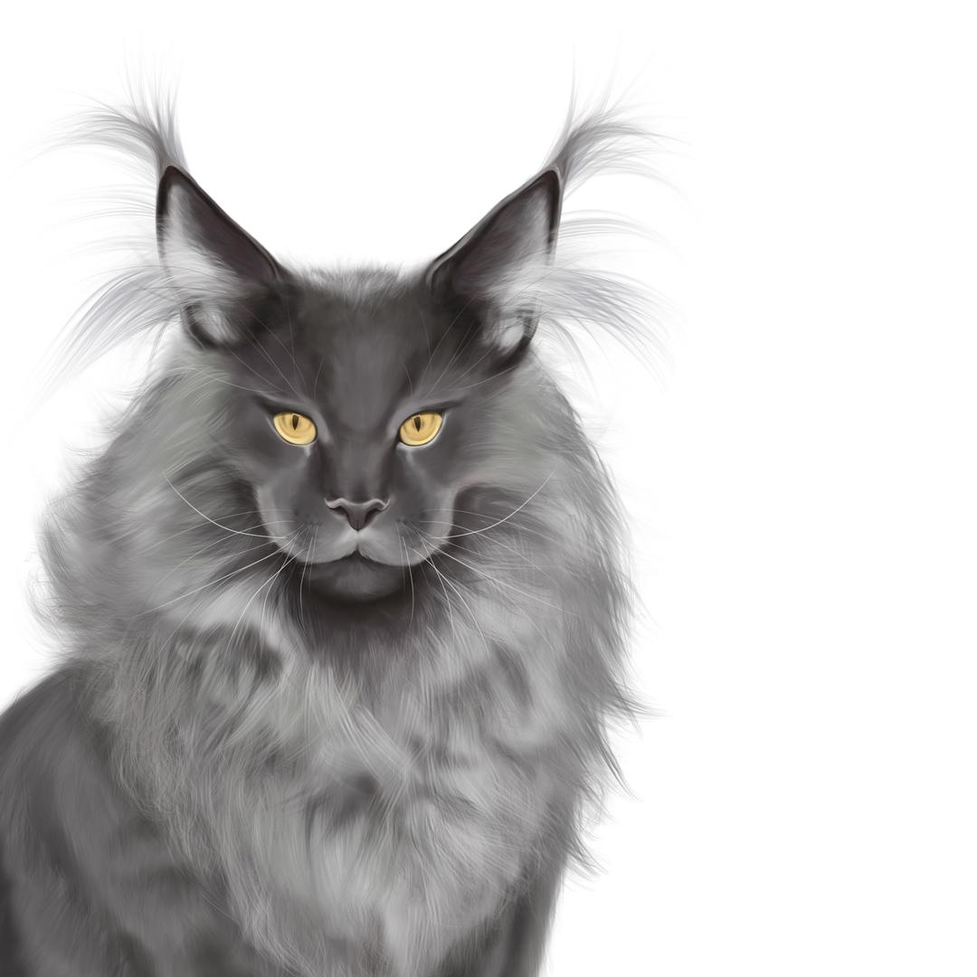 啼咪缅因猫