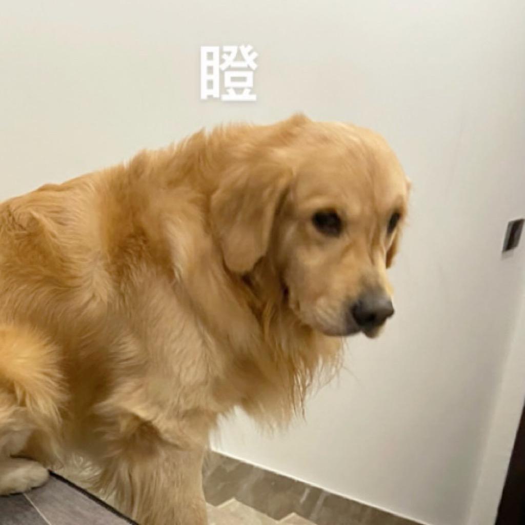 库兹毛是一只金毛