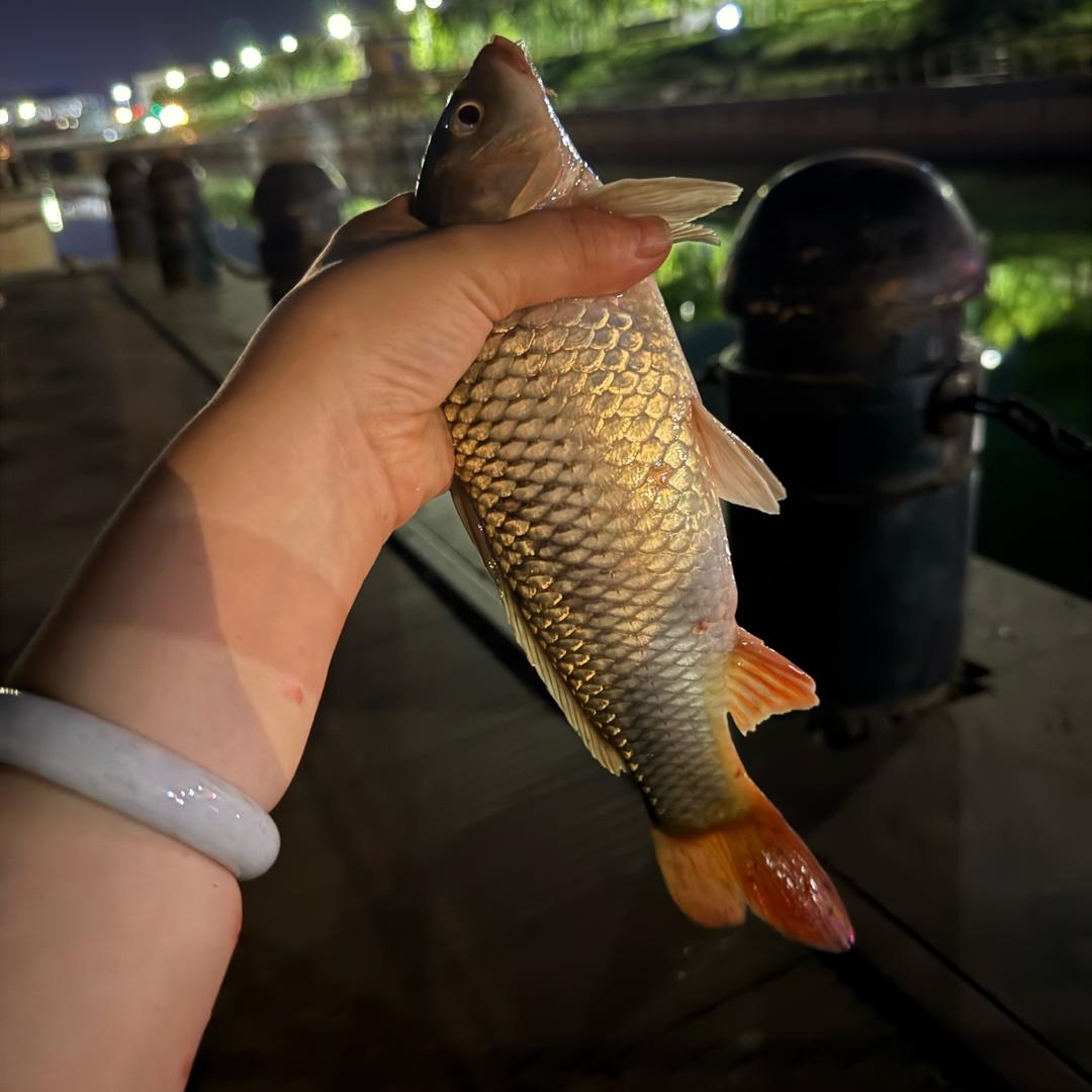 爱钓鱼的女汉子